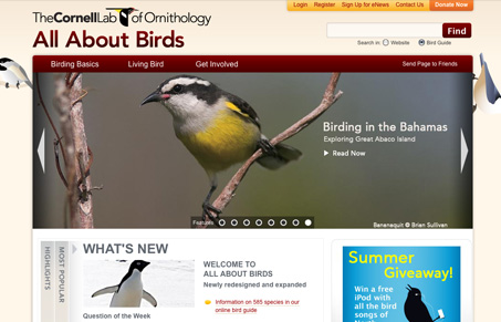 allaboutbirds org unmatched style allaboutbirds org unmatched style